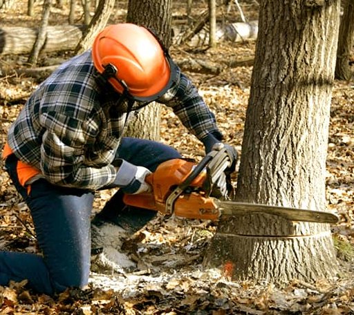 Tree Removal in Bunker Hill, KS